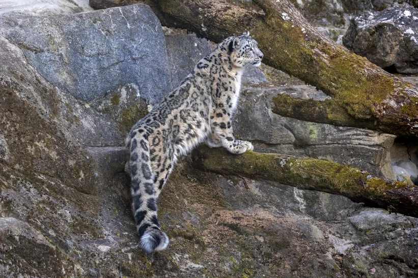 snow_leopard.jpeg