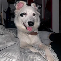 Andy Villanueva Martinez's profile picture