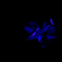 Nishchay Sinha's profile picture