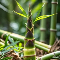 Jingpeng Wu's profile picture