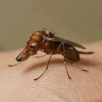 Gleison Silva's profile picture