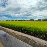 They Kai Zhe's profile picture